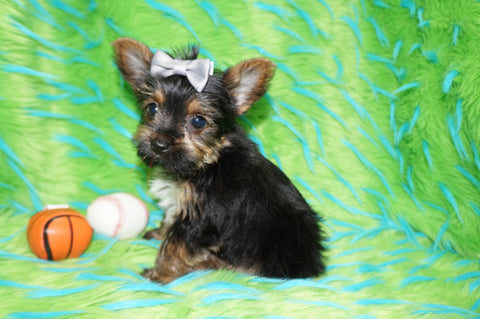 Rowdy Teacup Yorkie Yorkshire Terrier Male Black And Gold Born 11-12-2025 Click Here For More Info