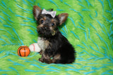 Rowdy Teacup Yorkie Yorkshire Terrier Male Black And Gold Born 11-12-2025 Click Here For More Info