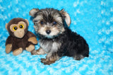 Willie TEACUP AKC Registered Yorkshire Terrier Yorkie Black/Gold/Tan Male Born 10-30-2025 Click Here For More Info