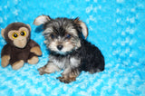 Willie TEACUP AKC Registered Yorkshire Terrier Yorkie Black/Gold/Tan Male Born 10-30-2025 Click Here For More Info