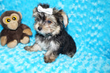 Willie TEACUP AKC Registered Yorkshire Terrier Yorkie Black/Gold/Tan Male Born 10-30-2025 Click Here For More Info