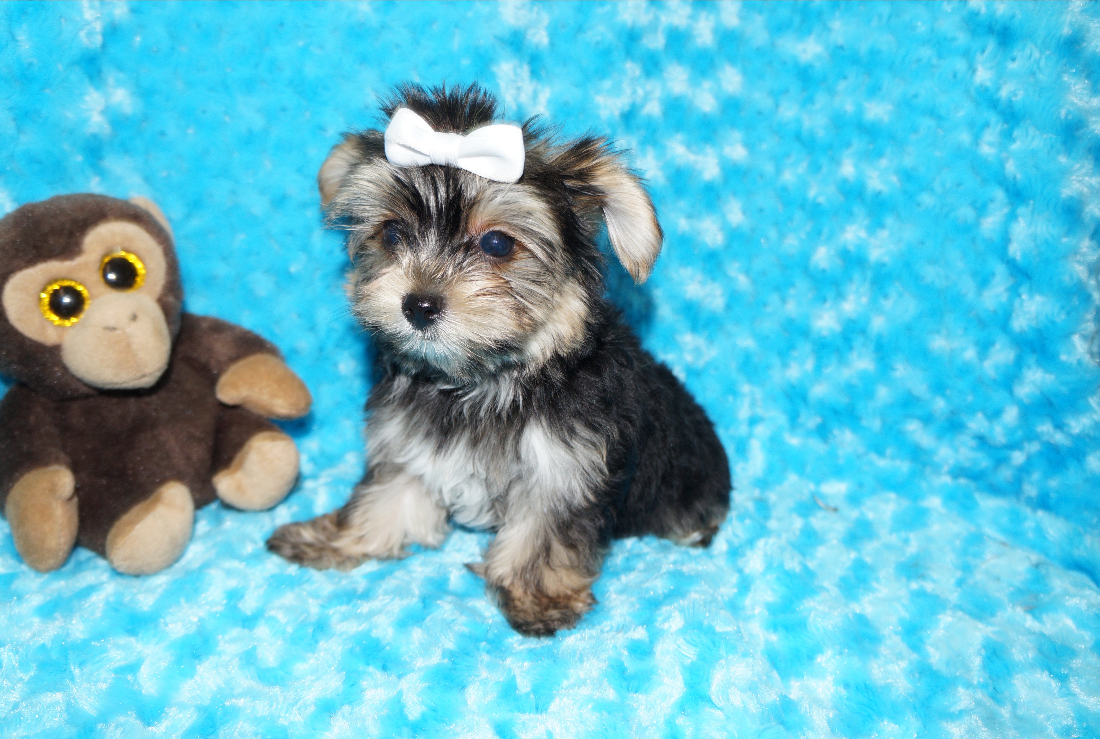 Willie TEACUP AKC Registered Yorkshire Terrier Yorkie Black/Gold/Tan Male Born 10-30-2025 Click Here For More Info