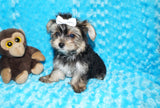 Willie TEACUP AKC Registered Yorkshire Terrier Yorkie Black/Gold/Tan Male Born 10-30-2025 Click Here For More Info