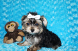 Willie TEACUP AKC Registered Yorkshire Terrier Yorkie Black/Gold/Tan Male Born 10-30-2025 Click Here For More Info