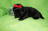 AKC Registered Shih Tzu Male Jet Black!! Born 12-14-25 Click Here For More Info