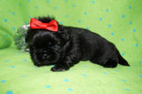 AKC Registered Shih Tzu Male Jet Black!! Born 12-14-25 Click Here For More Info