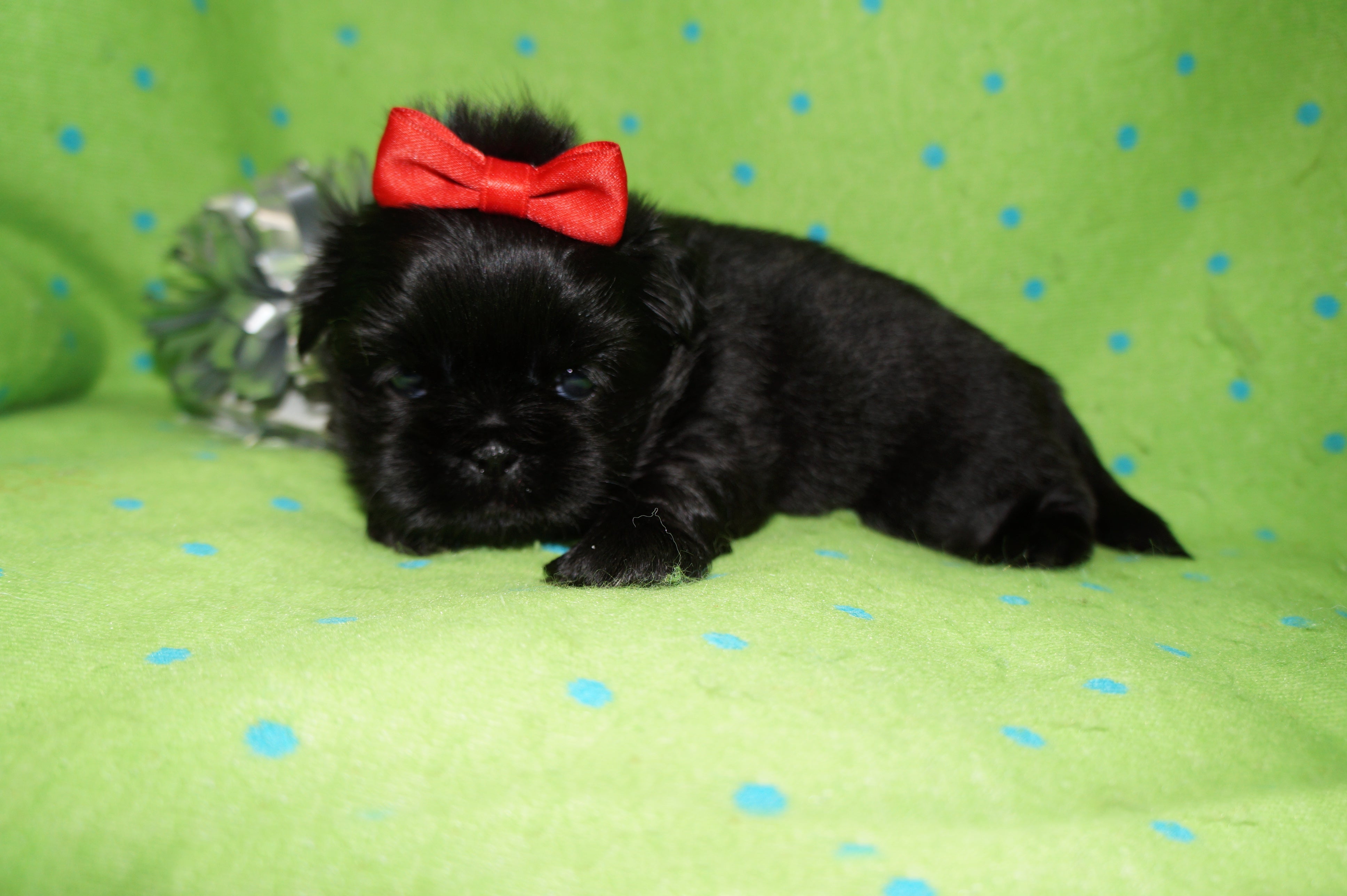 AKC Registered Shih Tzu Male Jet Black!! Born 12-14-25 Click Here For More Info