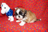 AKC Registered Shih Tzu Male Gold and White Born 12-14-2025 Click Here For More Info