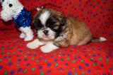 AKC Registered Shih Tzu Male Gold and White Born 12-14-2025 Click Here For More Info
