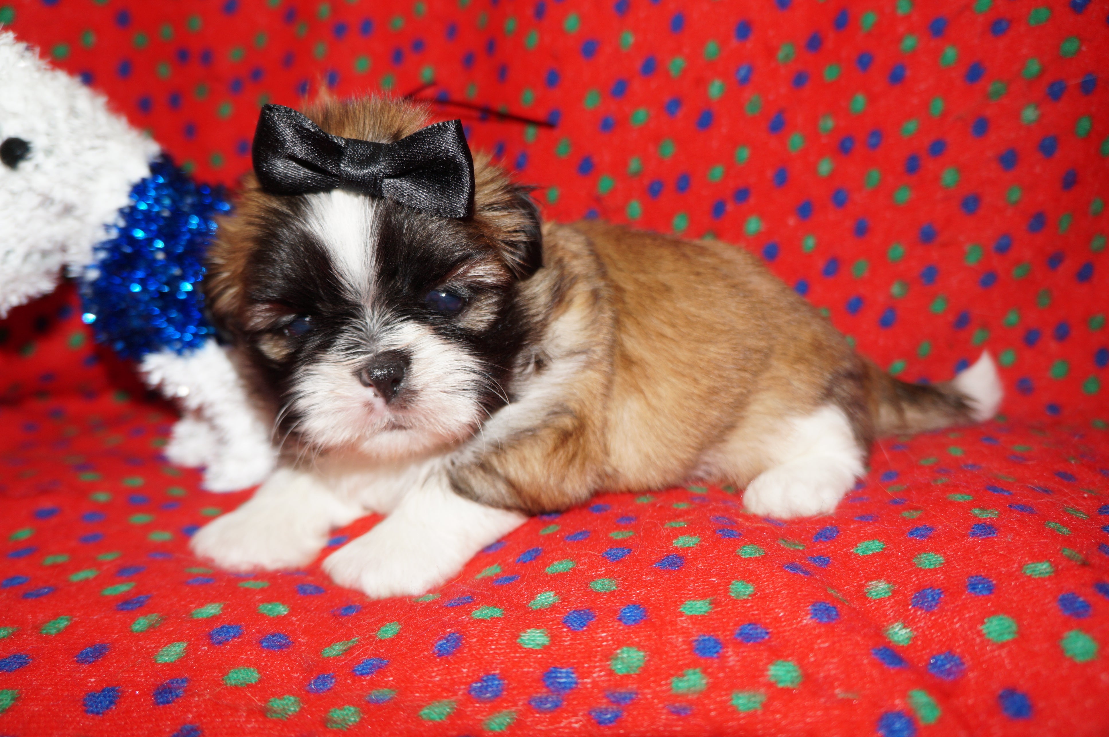AKC Registered Shih Tzu Male Gold and White Born 12-14-2025 Click Here For More Info