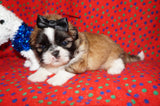AKC Registered Shih Tzu Male Gold and White Born 12-14-2025 Click Here For More Info