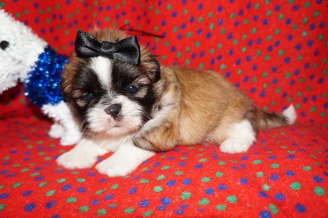 AKC Registered Shih Tzu Male Gold and White Born 12-14-2025 Click Here For More Info