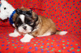 AKC Registered Shih Tzu Male Gold and White Born 12-14-2025 Click Here For More Info