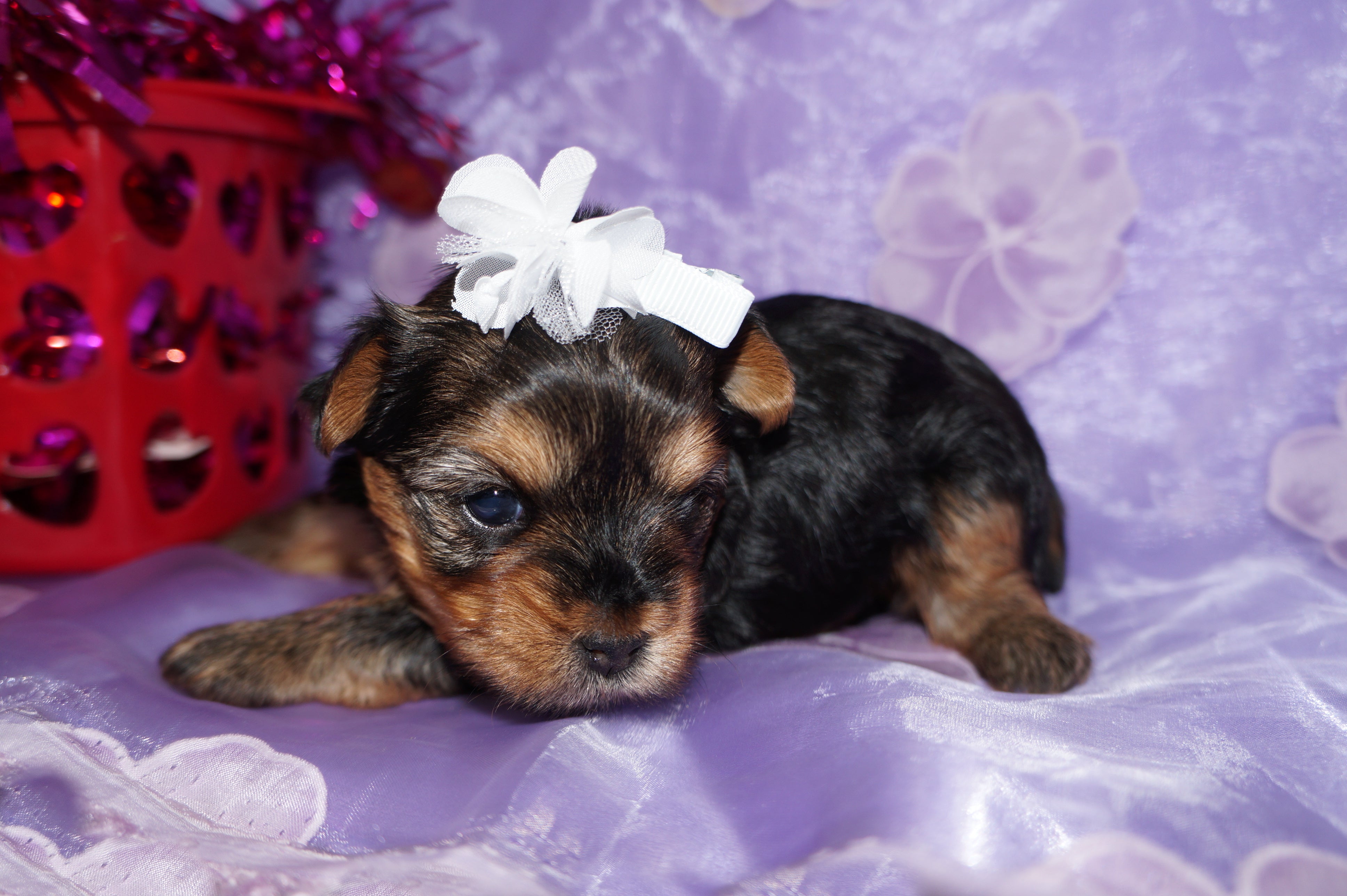 Shayna AKC Registered Yorkie Yorkshire Terrier Female Black And Gold Born 12-24-2025 Click Here Fore More Info
