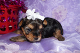 Shayna AKC Registered Yorkie Yorkshire Terrier Female Black And Gold Born 12-24-2025 Click Here Fore More Info