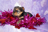 Shayna AKC Registered Yorkie Yorkshire Terrier Female Black And Gold Born 12-24-2025 Click Here Fore More Info