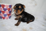 Quinn AKC Registered Yorkie Yorkshire Terrier Female Black And Gold Born 12-24-2025 Click Here For More Info