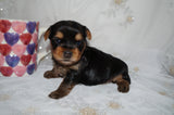 Quinn AKC Registered Yorkie Yorkshire Terrier Female Black And Gold Born 12-24-2025 Click Here For More Info