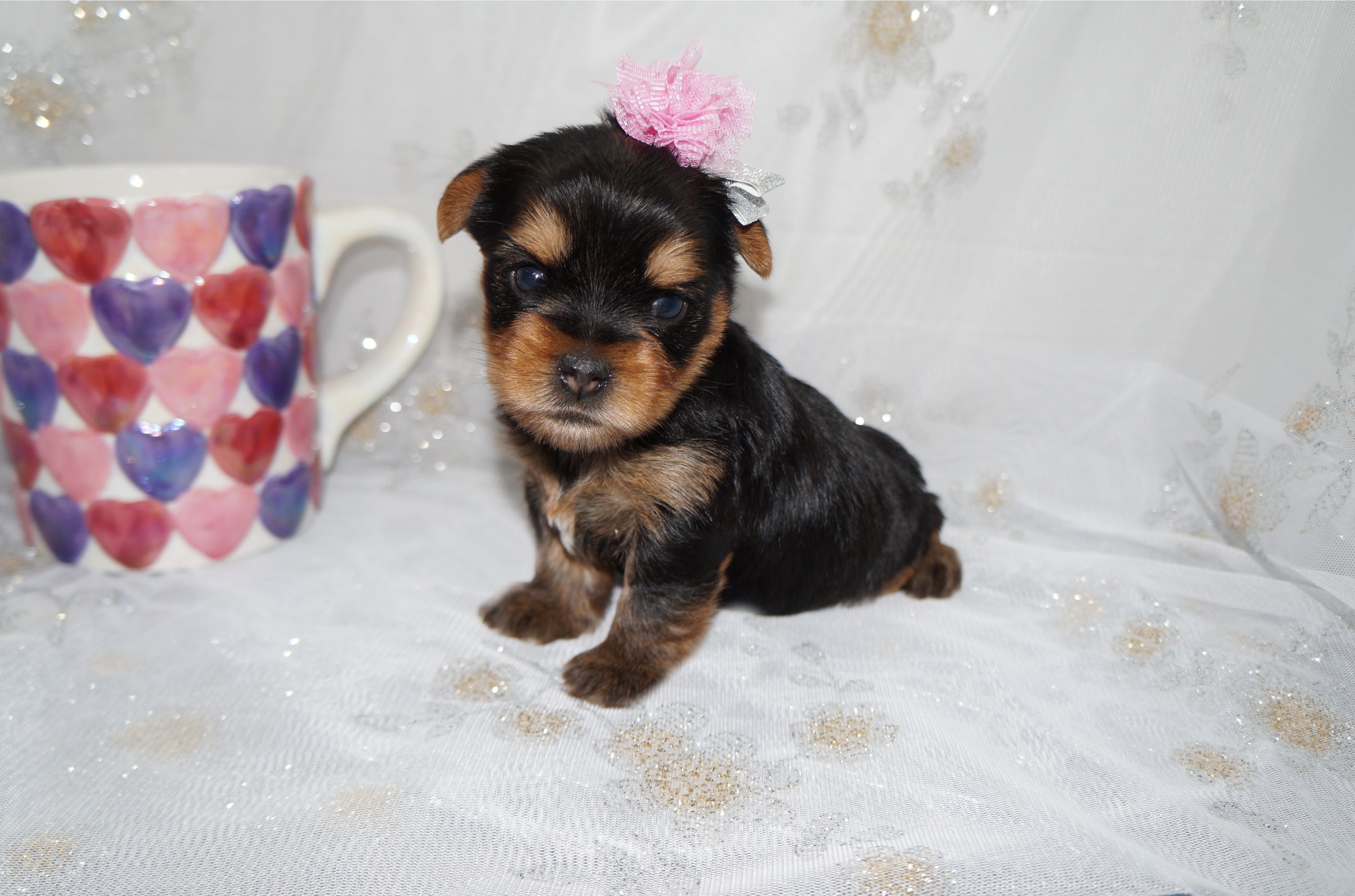 Quinn AKC Registered Yorkie Yorkshire Terrier Female Black And Gold Born 12-24-2025 Click Here For More Info