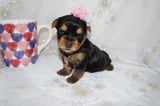 Quinn AKC Registered Yorkie Yorkshire Terrier Female Black And Gold Born 12-24-2025 Click Here For More Info