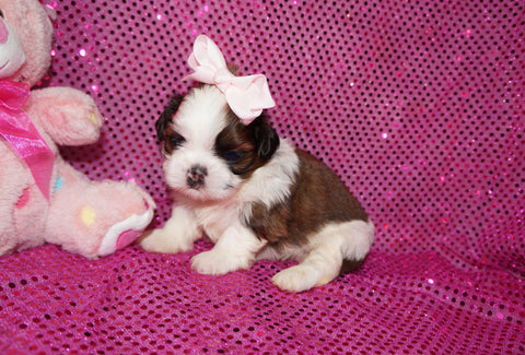 Bubbles AKC Registered Shih Tzu Shihtzu Female Gold And White Born 12-23-2025 Click Here For More Info