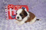 Tori AKC Registered Shih tzu Shihtzu Female Gold And White Born 12-23-2025 Click Here For More Info