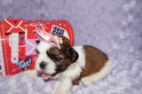 Tori AKC Registered Shih tzu Shihtzu Female Gold And White Born 12-23-2025 Click Here For More Info