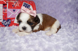 Tori AKC Registered Shih tzu Shihtzu Female Gold And White Born 12-23-2025 Click Here For More Info