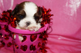 Josie AKC Registered Shih Tzu Shihtzu Female Gold And White Born 12-23-2025 Click Here Fore More Info