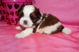 Josie AKC Registered Shih Tzu Shihtzu Female Gold And White Born 12-23-2025 Click Here Fore More Info