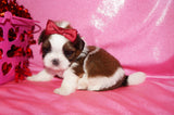 Josie AKC Registered Shih Tzu Shihtzu Female Gold And White Born 12-23-2025 Click Here Fore More Info