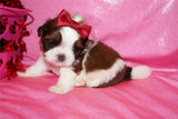 Josie AKC Registered Shih Tzu Shihtzu Female Gold And White Born 12-23-2025 Click Here Fore More Info