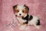 Baby AKC Registered Female Parti  Yorkie Yorkshire Terrier Born 5-2-2023 Click Here For More Info
