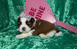 Waffles AKC Registered Shih Tzu Shihtzu Male Gold And White Born 12-23-2025 Click Here For More Info