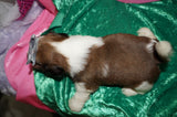 Waffles AKC Registered Shih Tzu Shihtzu Male Gold And White Born 12-23-2025 Click Here For More Info