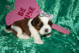 Waffles AKC Registered Shih Tzu Shihtzu Male Gold And White Born 12-23-2025 Click Here For More Info
