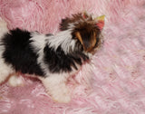 Baby AKC Registered Female Parti  Yorkie Yorkshire Terrier Born 5-2-2023 Click Here For More Info