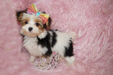 Baby AKC Registered Female Parti  Yorkie Yorkshire Terrier Born 5-2-2023 Click Here For More Info