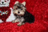 Willie TEACUP AKC Registered Yorkshire Terrier Yorkie Black/Gold/Tan Male Born 10-30-2025 Click Here For More Info