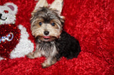 Willie TEACUP AKC Registered Yorkshire Terrier Yorkie Black/Gold/Tan Male Born 10-30-2025 Click Here For More Info