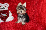 Willie TEACUP AKC Registered Yorkshire Terrier Yorkie Black/Gold/Tan Male Born 10-30-2025 Click Here For More Info