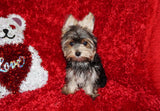 Willie TEACUP AKC Registered Yorkshire Terrier Yorkie Black/Gold/Tan Male Born 10-30-2025 Click Here For More Info