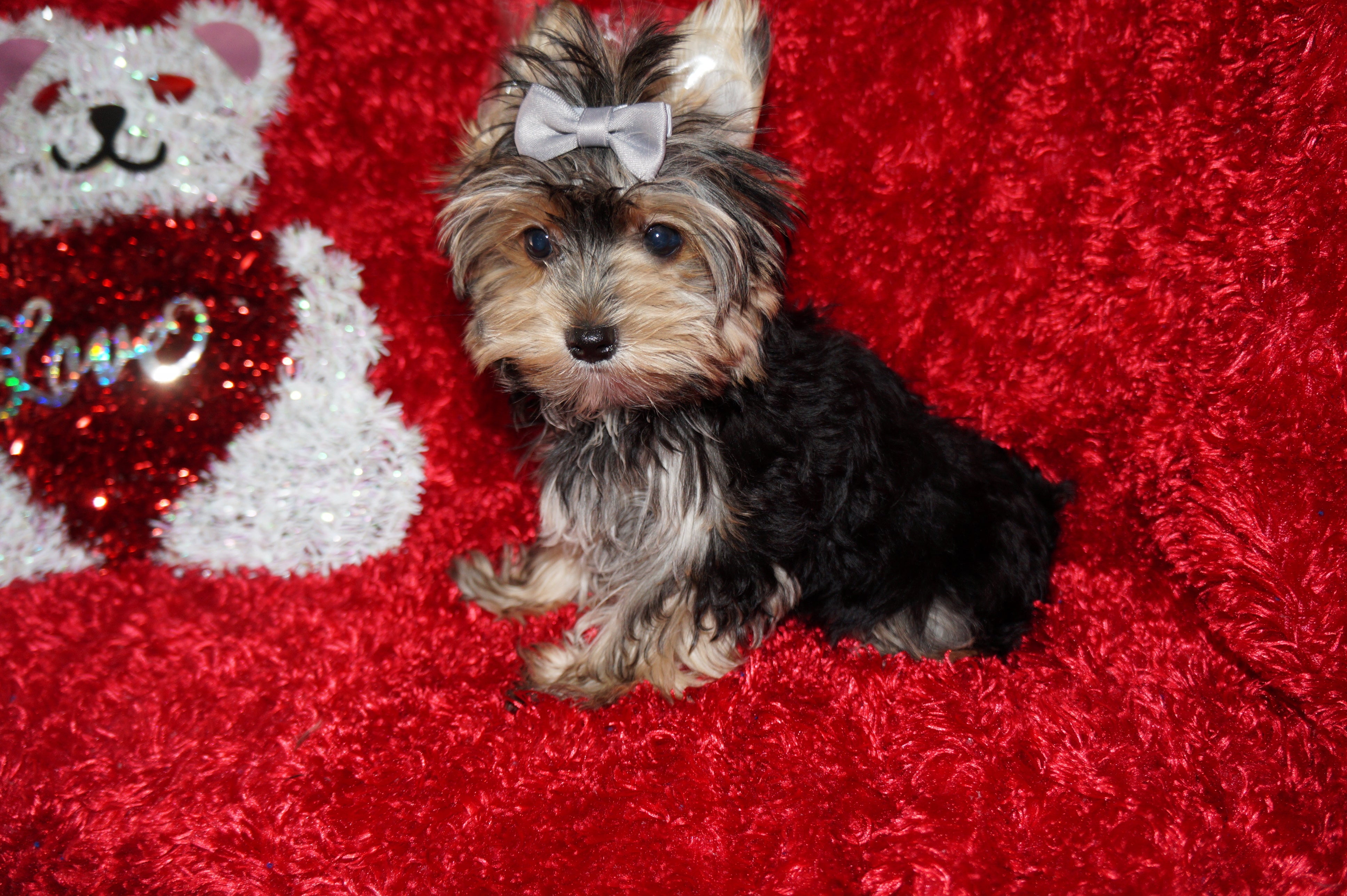 Willie TEACUP AKC Registered Yorkshire Terrier Yorkie Black/Gold/Tan Male Born 10-30-2025 Click Here For More Info