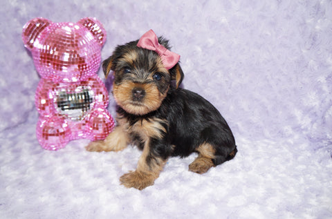 Nala AKC Registered Yorkshire Terrier Yorkie Black And Gold Born 1-11-2026 Click Here For More Info