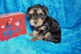 Dexter AKC Registered Yorkie Yorkshire Terrier Black And Gold Male Born 1-11-2026 Click Here For More Info