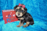 Dexter AKC Registered Yorkie Yorkshire Terrier Black And Gold Male Born 1-11-2026 Click Here For More Info