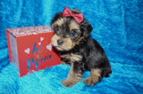 Dexter AKC Registered Yorkie Yorkshire Terrier Black And Gold Male Born 1-11-2026 Click Here For More Info