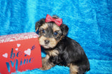 Dexter AKC Registered Yorkie Yorkshire Terrier Black And Gold Male Born 1-11-2026 Click Here For More Info