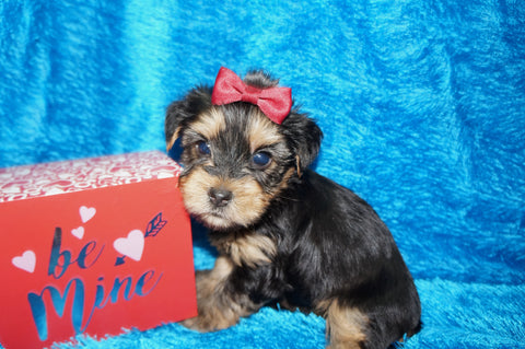 Dexter AKC Registered Yorkie Yorkshire Terrier Black And Gold Male Born 1-11-2026 Click Here For More Info