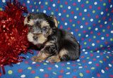 Ronnie AKC Registered Yorkie Yorkshire Terrier Black And Gold Born 1-11-2026 Click Here For More Info